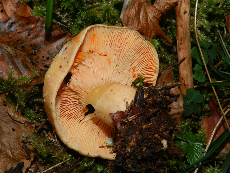 sempre bosco prevalenza conifere